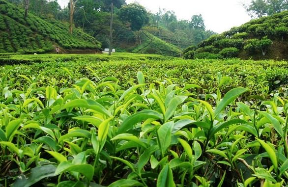 Dooars-Terai-Garden